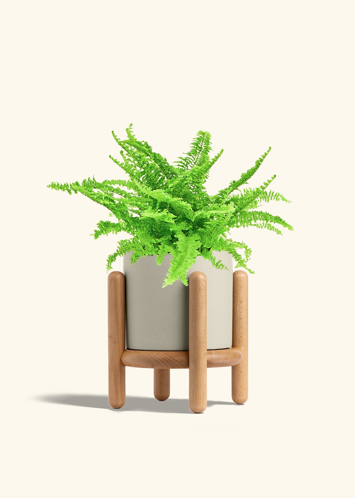 Boston Fern in a 6 inches Oat Classic Cylinder Planter in a Beech Wood Stand