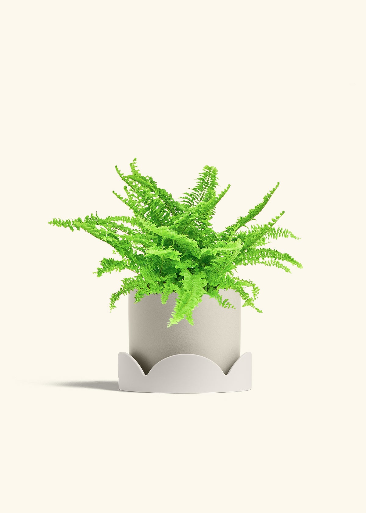 Boston Fern in a 6 inches Oat Classic Cylinder Planter