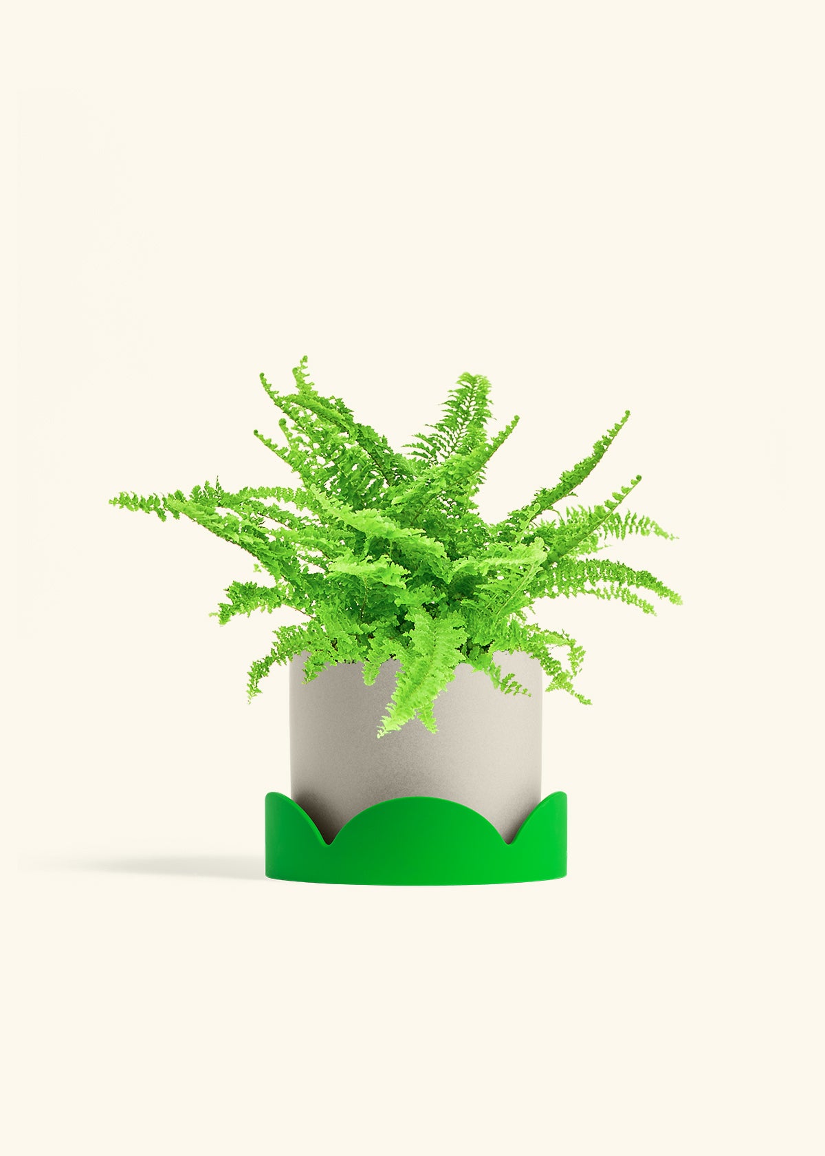 Boston Fern in a 6 inches Oat Classic Cylinder Planter in a Shamrock Petal Drip Tray