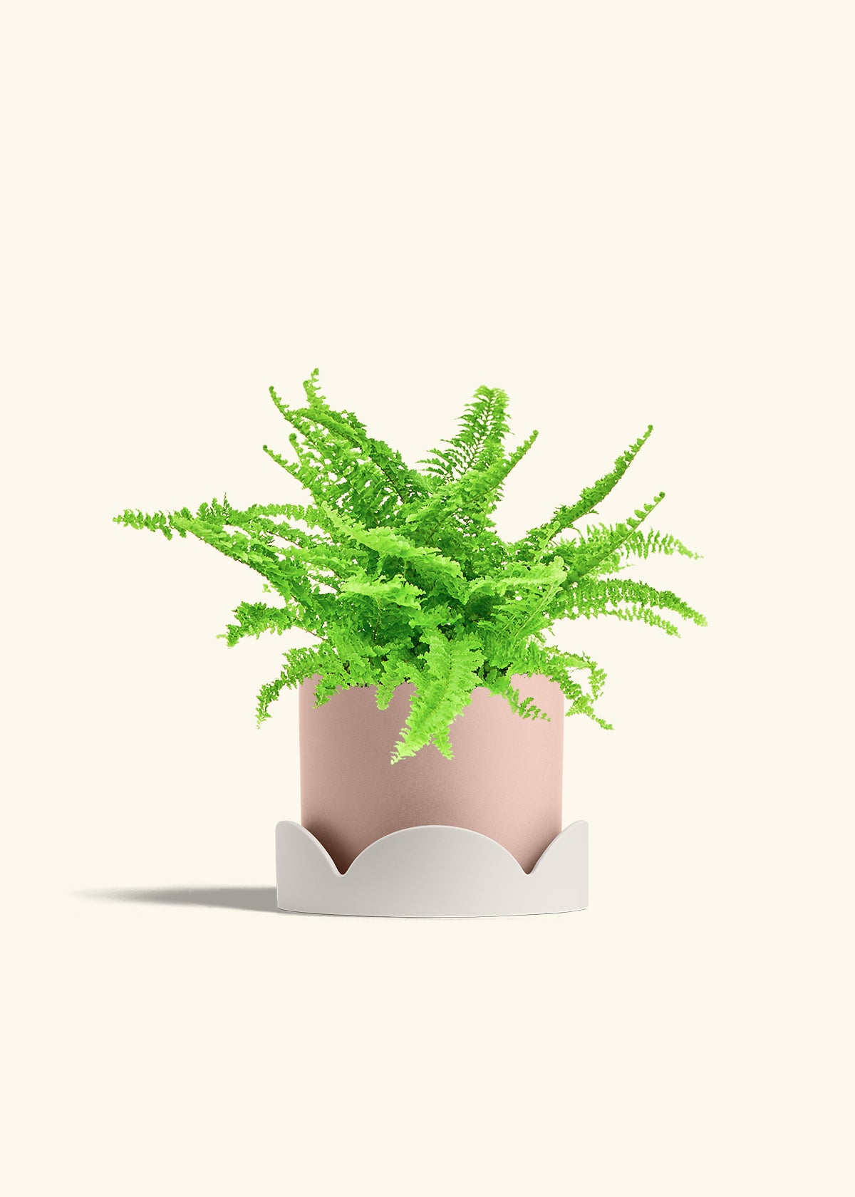 Boston Fern in a 6 inches Pink Classic Cylinder Planter in a Shamrock Petal Drip Tray
