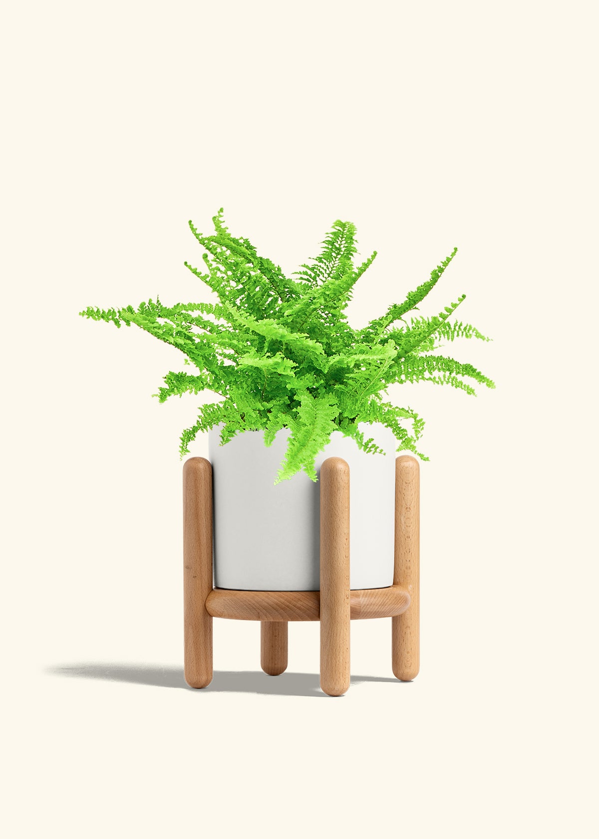 Boston Fern in a 6 inches White Classic Cylinder Planter