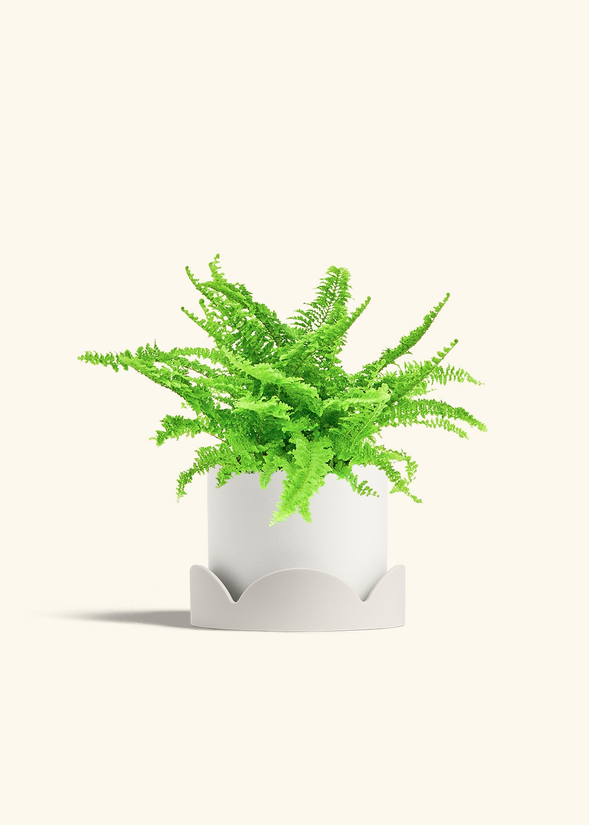 Boston Fern in a 6 inches White Classic Cylinder Planter in a Shamrock Petal Drip Tray