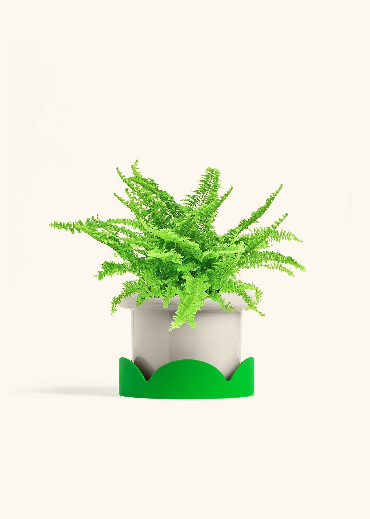 Boston Fern in a 6 inches Fat Lip Oat Planter in a Oat Petal Drip Tray