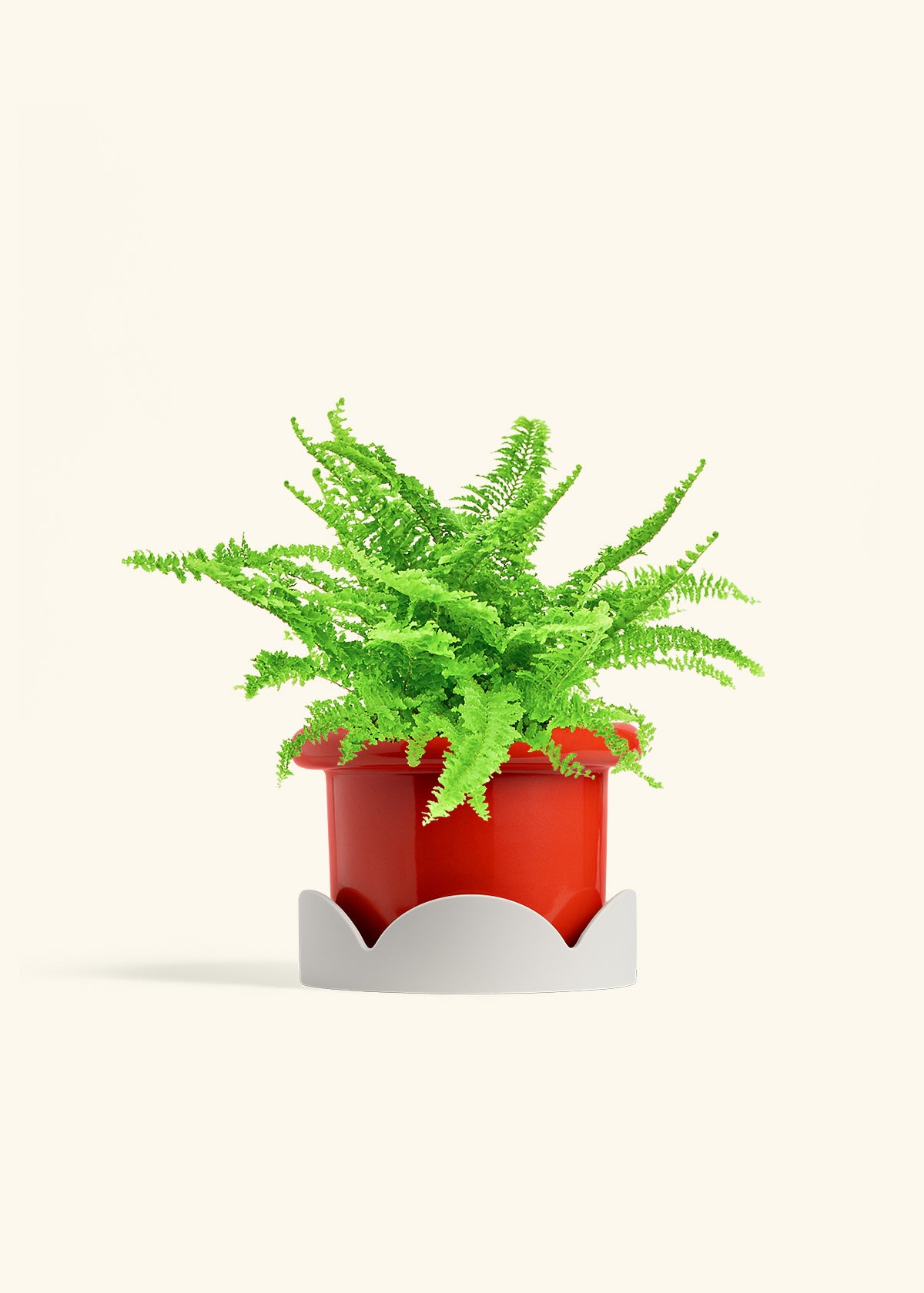 Boston Fern in a 6 inches Fat Lip Red Planter in a Oat Petal Drip Tray