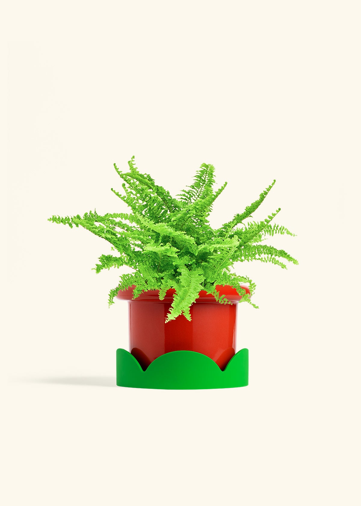 Boston Fern in a 6 inches Fat Lip Red Planter in a Beech Wood Stand