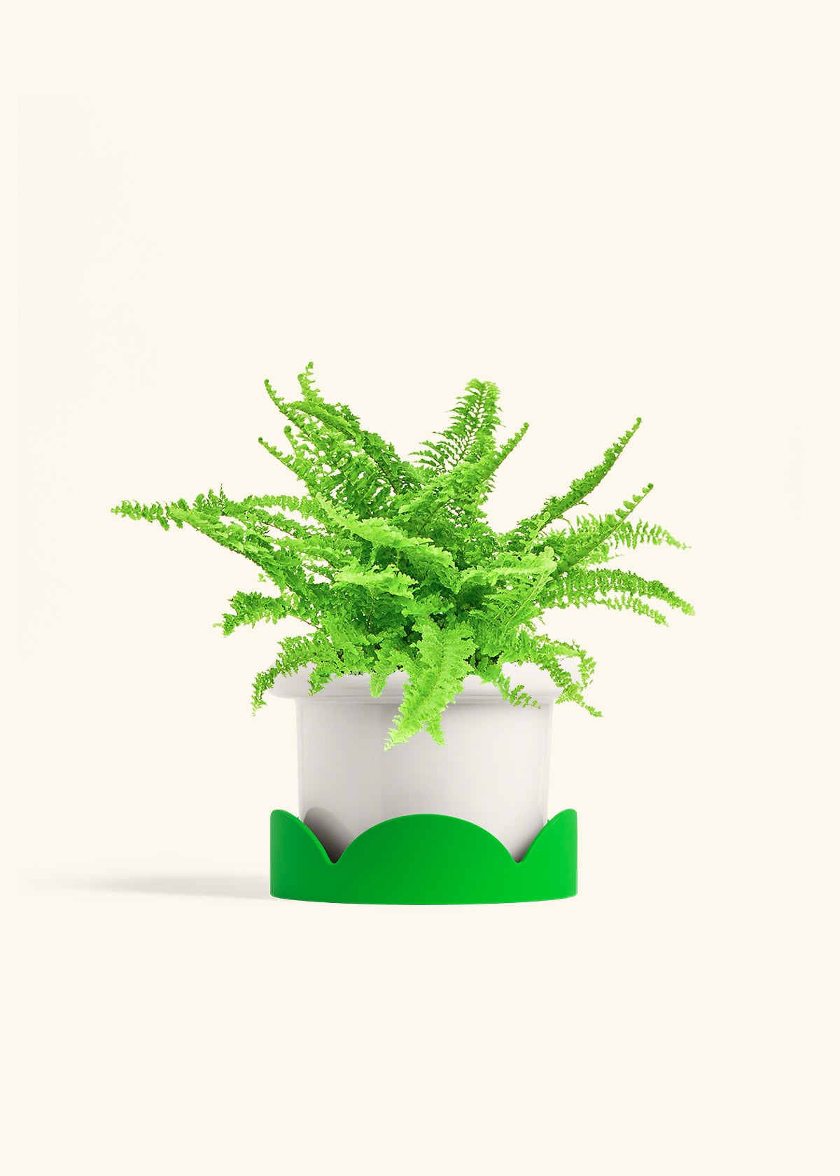 Boston Fern in a 6 inches Fat Lip White Planter in a Oat Petal Drip Tray