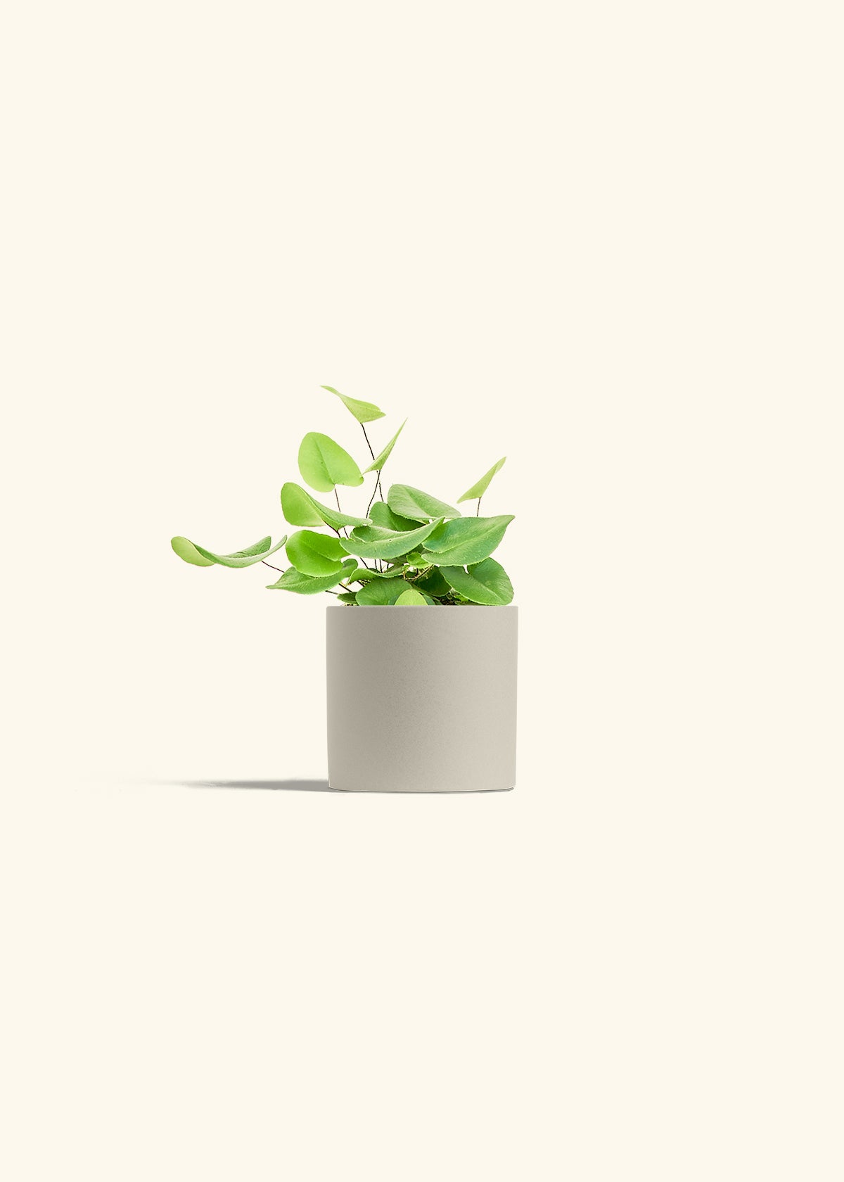 Heart Leaf Fern in a 4 inches Charcoal Classic Cylinder Planter in a Beech Wood Stand