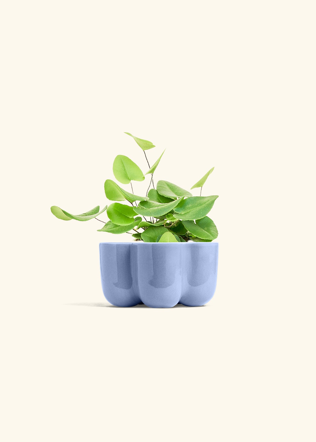 Heart Leaf Fern in a 4 inches in a Blue Petal Planter