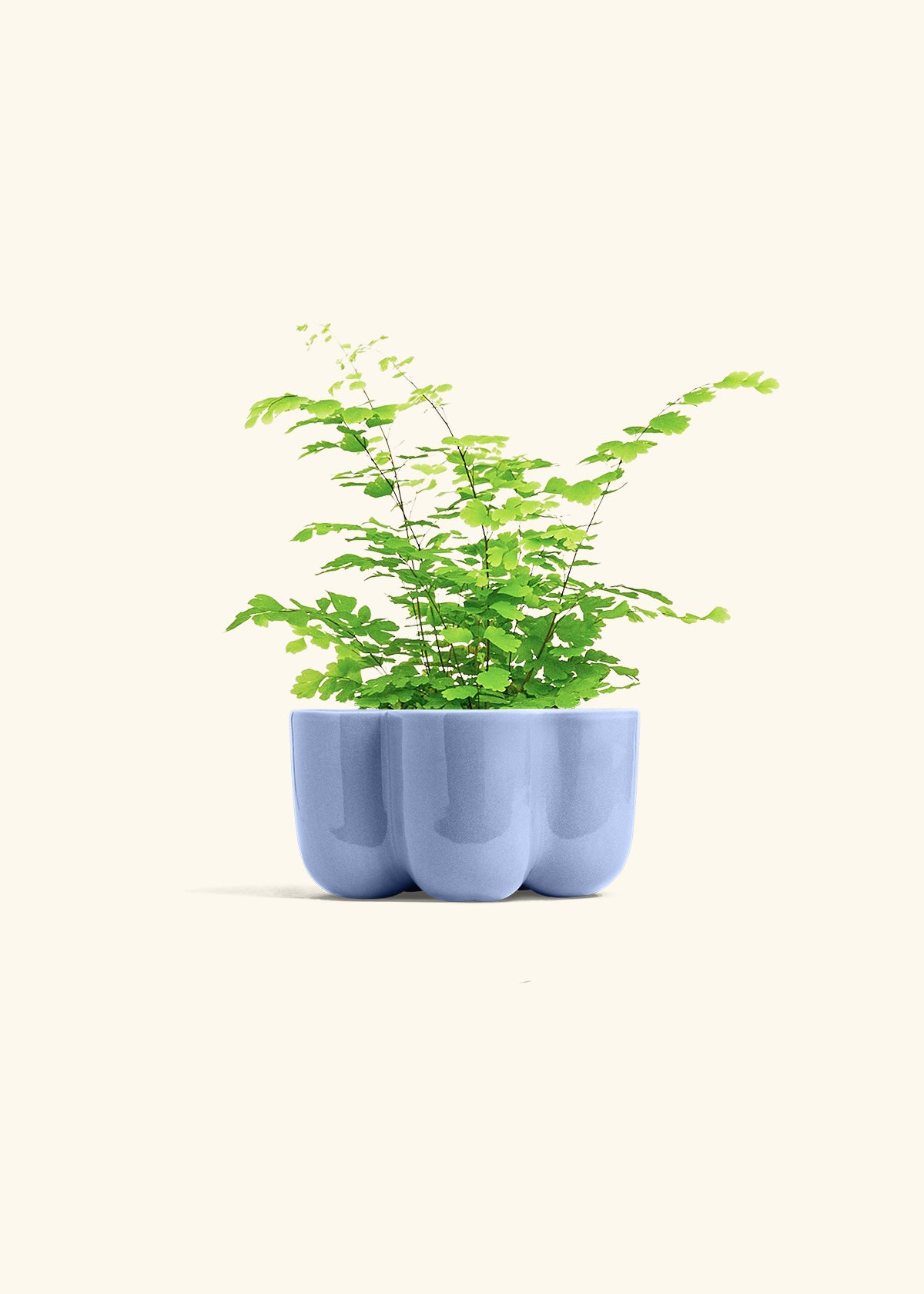 Maidenhair Fern in a 4 inches in a Blue Petal Planter