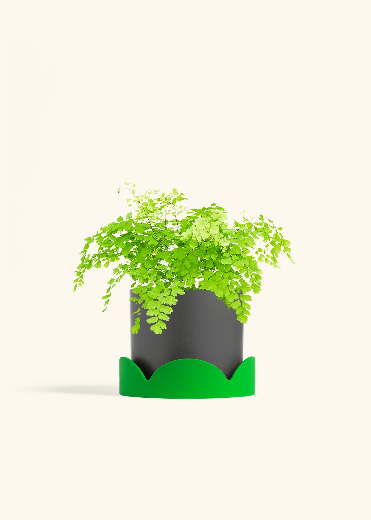 Maidenhair Fern in a 6 inches Oat Classic Cylinder Planter in a Beech Wood Stand