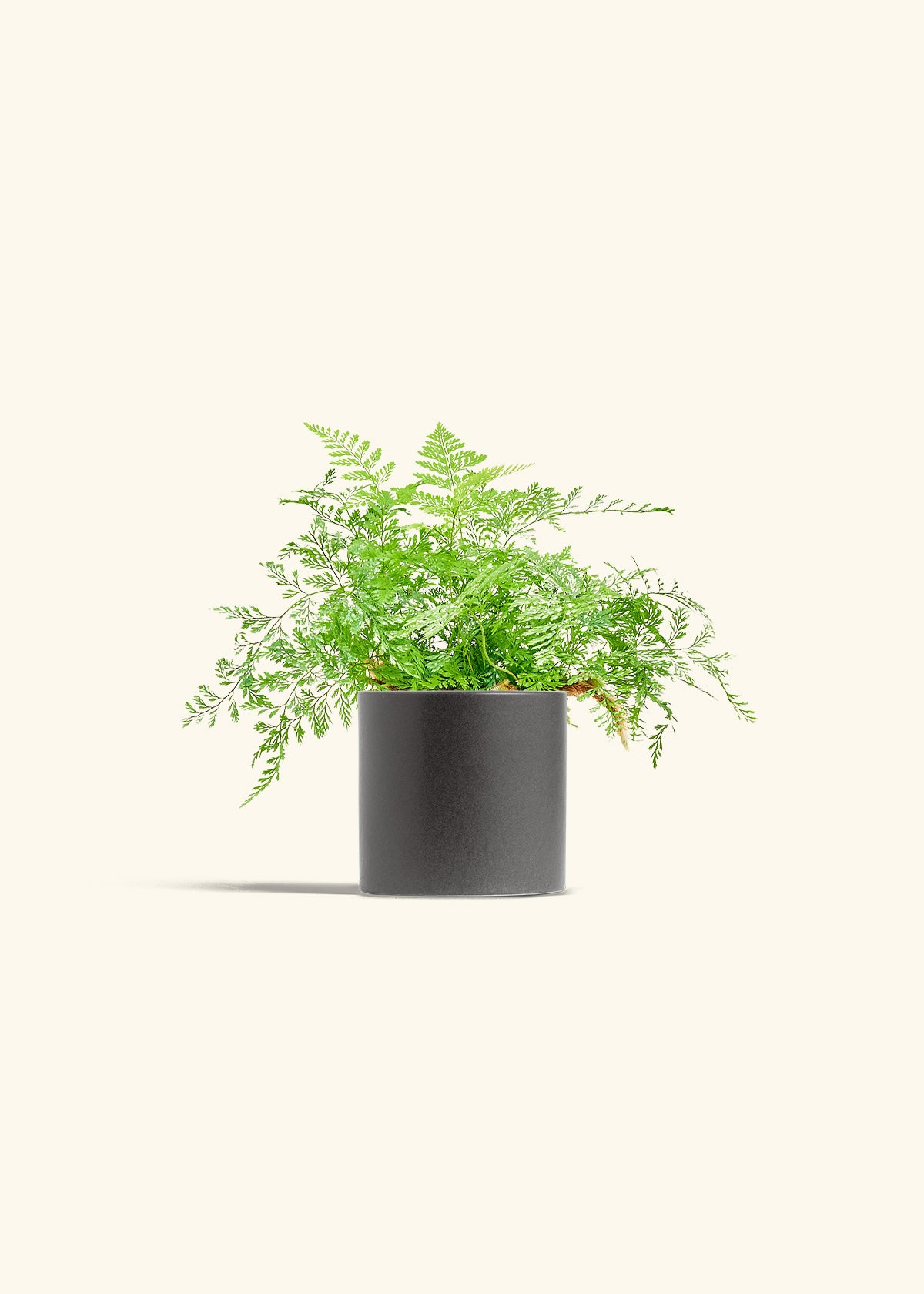 Rabbit Foot Fern in a 4 inches Charcoal Classic Cylinder Planter in a Shamrock Petal Drip Tray