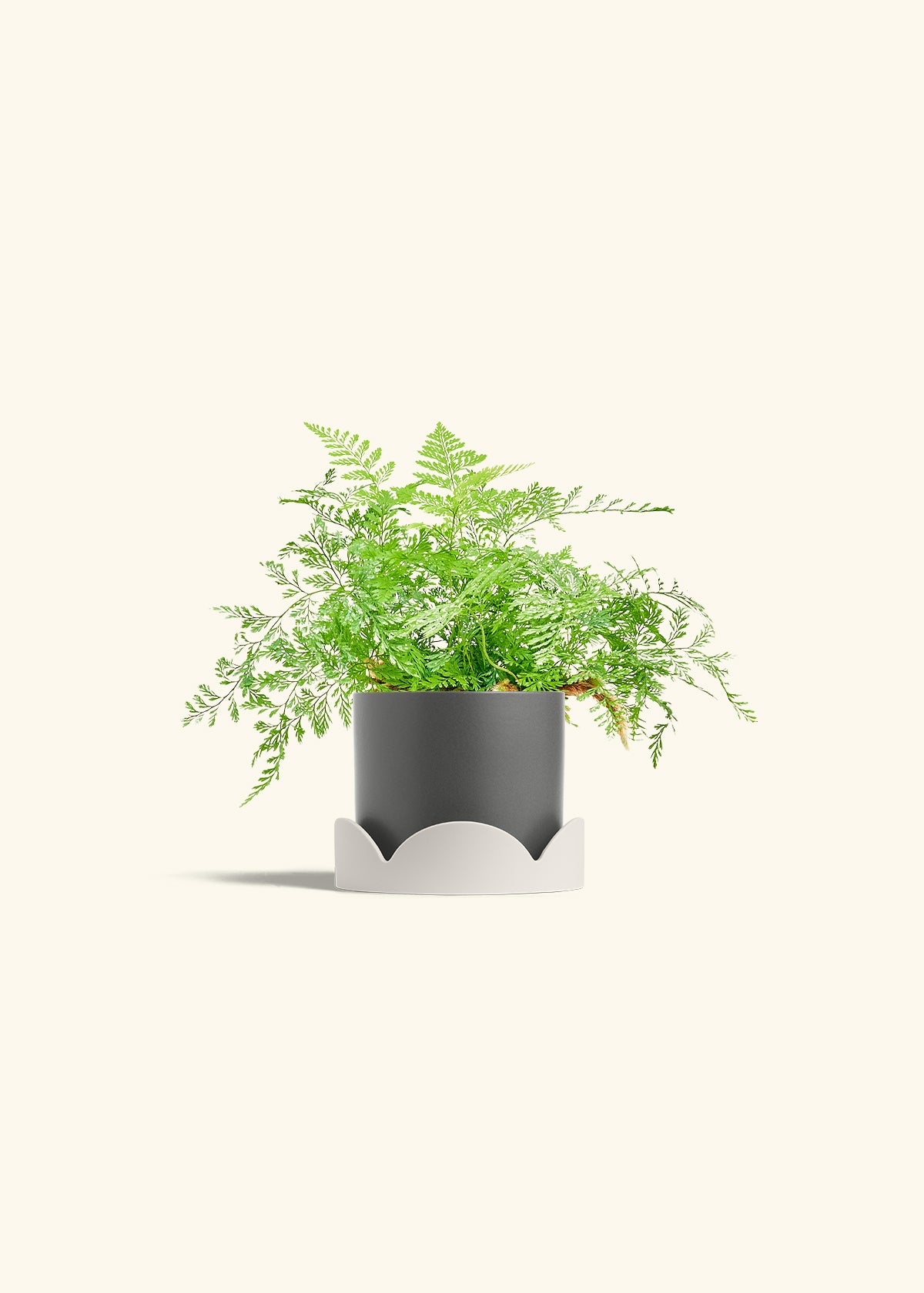 Rabbit Foot Fern in a 4 inches Charcoal Classic Cylinder Planter in a Oat Petal Drip Tray