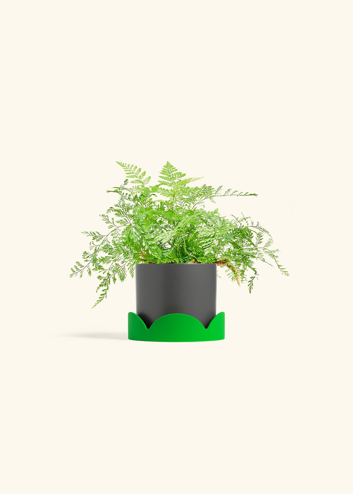 Rabbit Foot Fern in a 4 inches Charcoal Classic Cylinder Planter