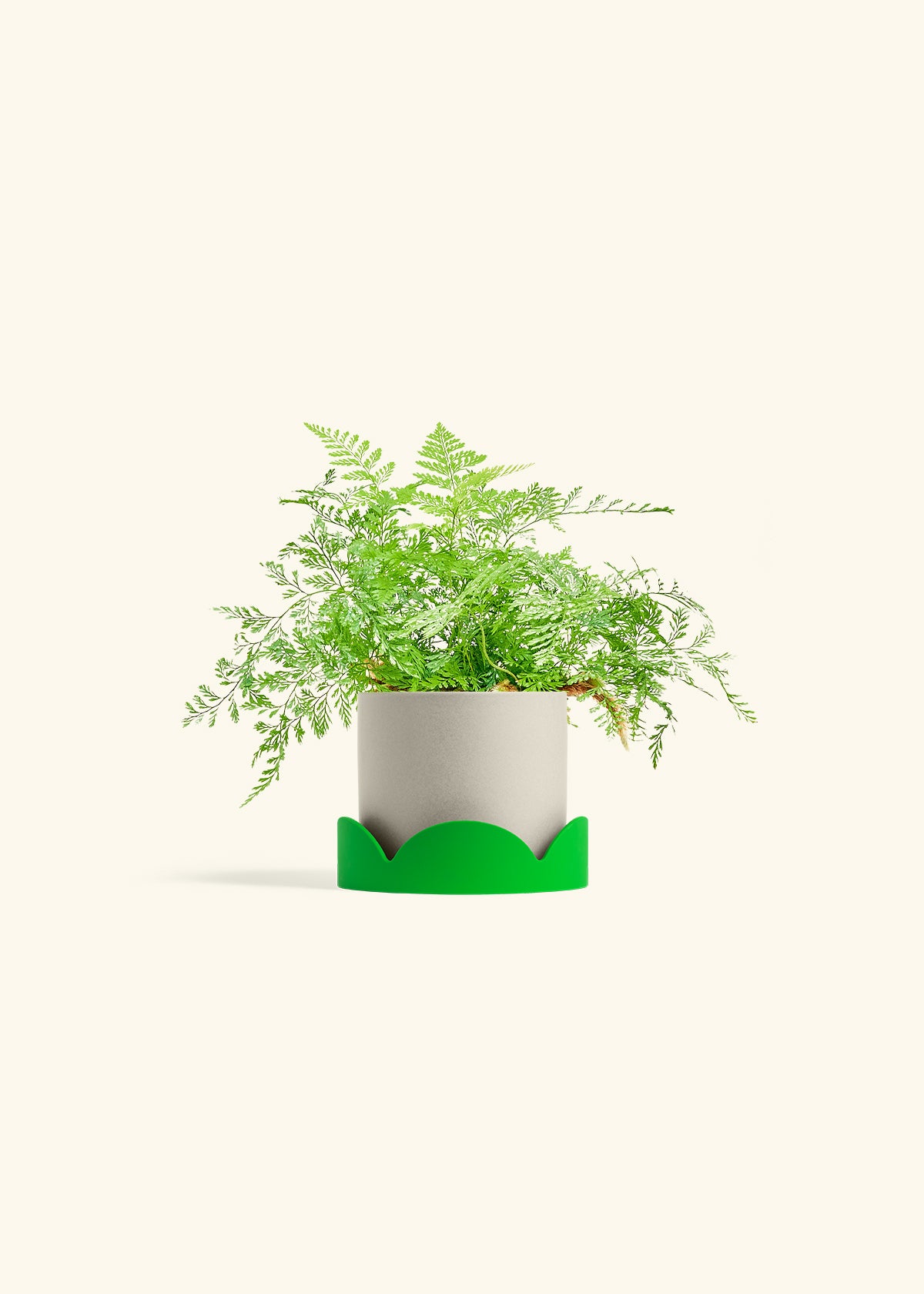 Rabbit Foot Fern in a 4 inches Oat Classic Cylinder Planter in a Shamrock Petal Drip Tray