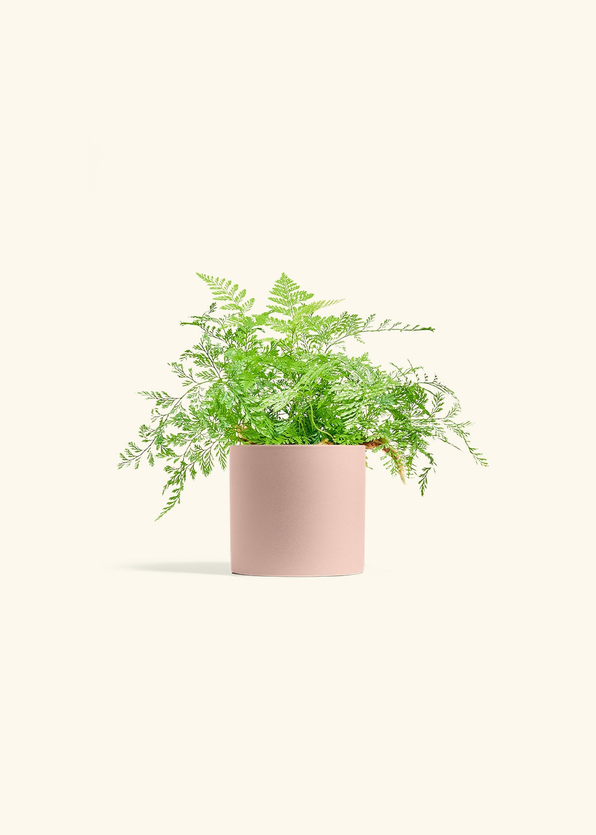Rabbit Foot Fern in a 4 inches Pink Classic Cylinder Planter