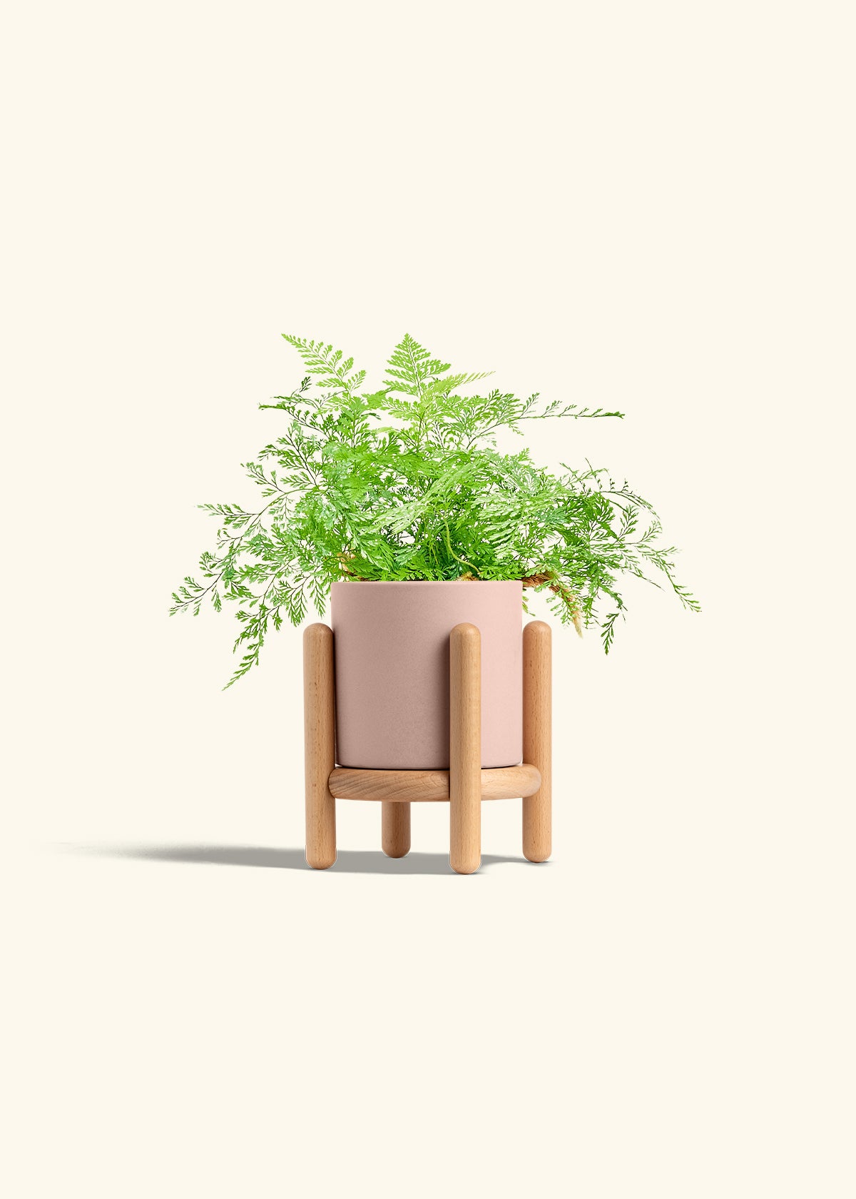 Rabbit Foot Fern in a 4 inches Pink Classic Cylinder Planter in a Beech Wood Stand
