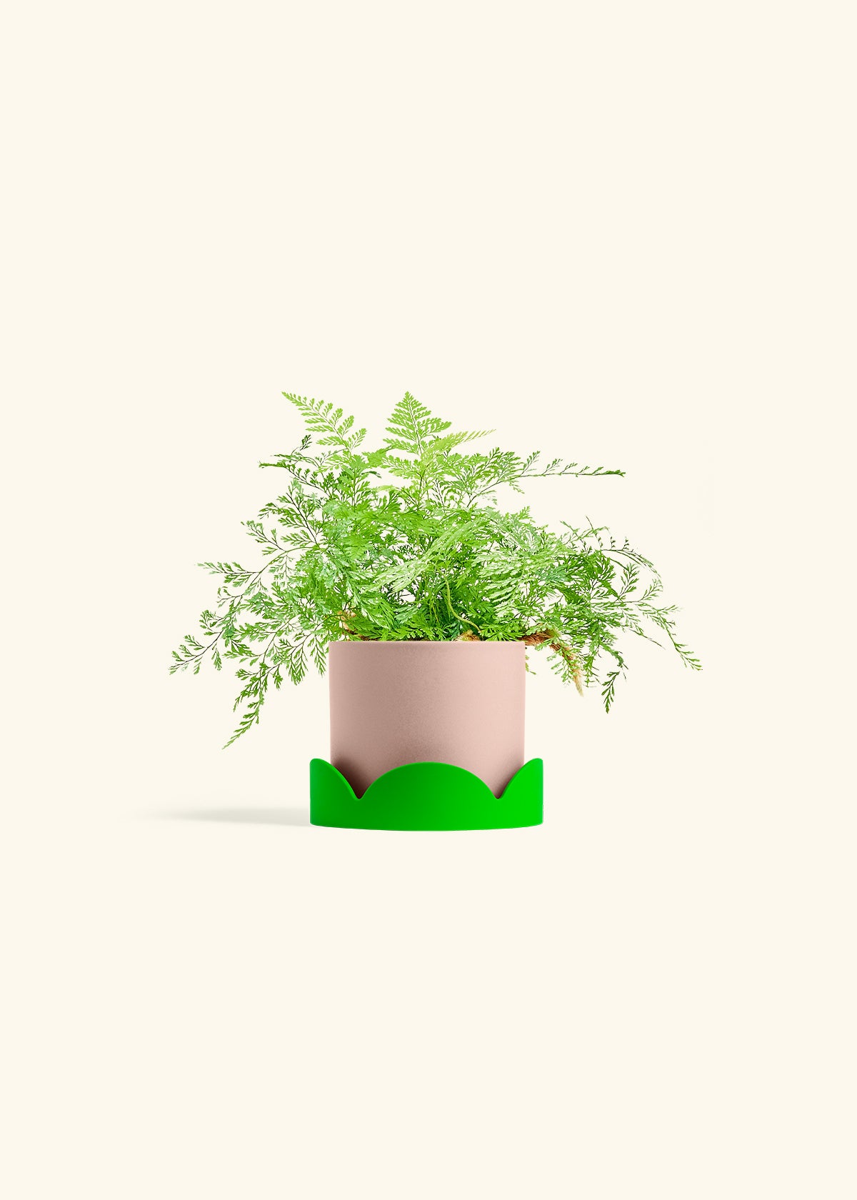 Rabbit Foot Fern in a 4 inches Pink Classic Cylinder Planter in a Shamrock Petal Drip Tray