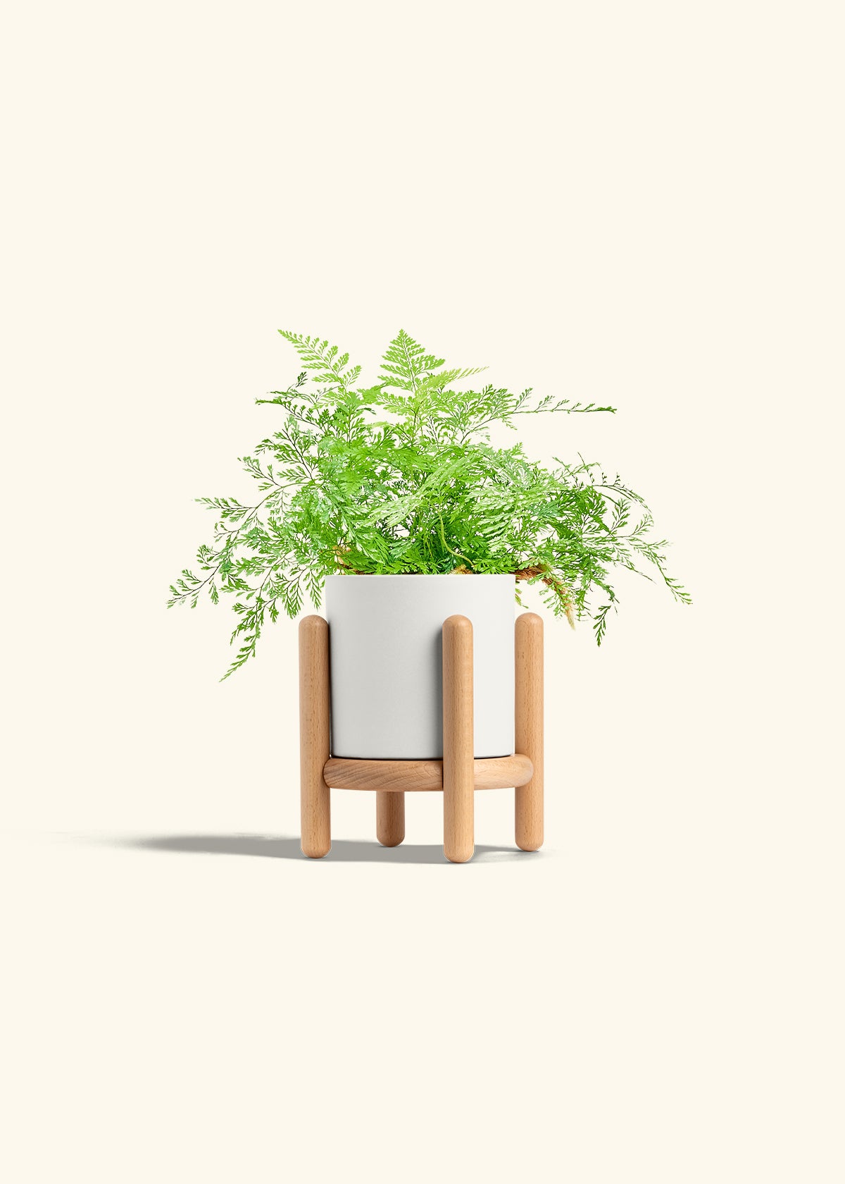 Rabbit Foot Fern in a 4 inches White Classic Cylinder Planter in a Beech Wood Stand