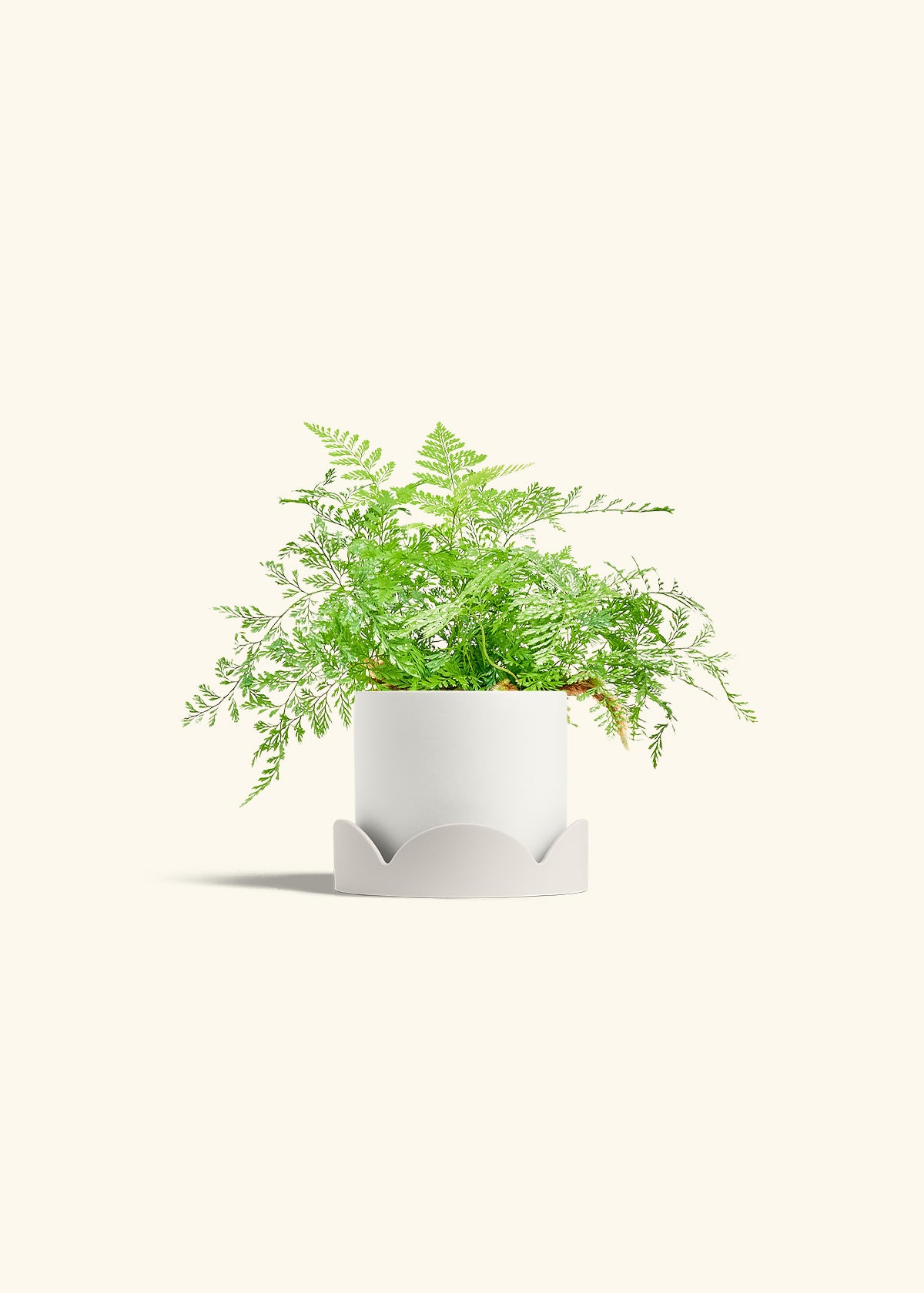 Rabbit Foot Fern in a 4 inches White Classic Cylinder Planter in a Oat Petal Drip Tray