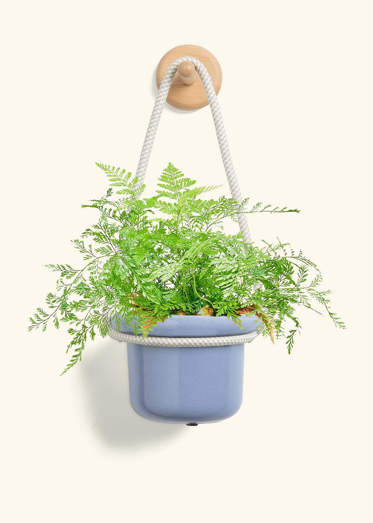 Rabbit Foot Fern, Small