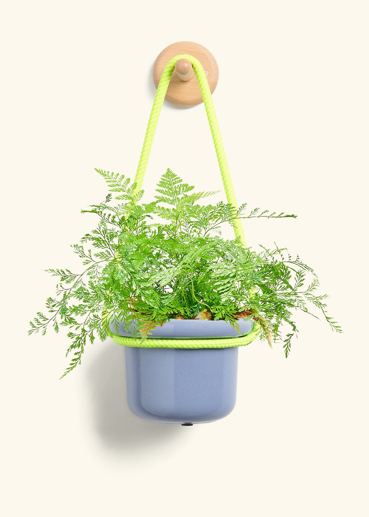 Rabbit Foot Fern, Small