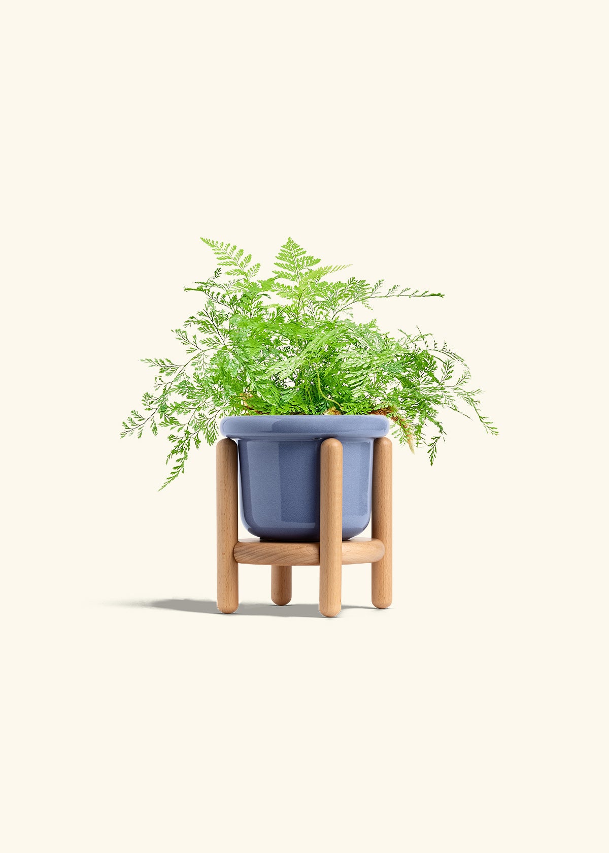 Rabbit Foot Fern in a 4 inches Fat Lip Blue Planter in a Beech Wood Stand