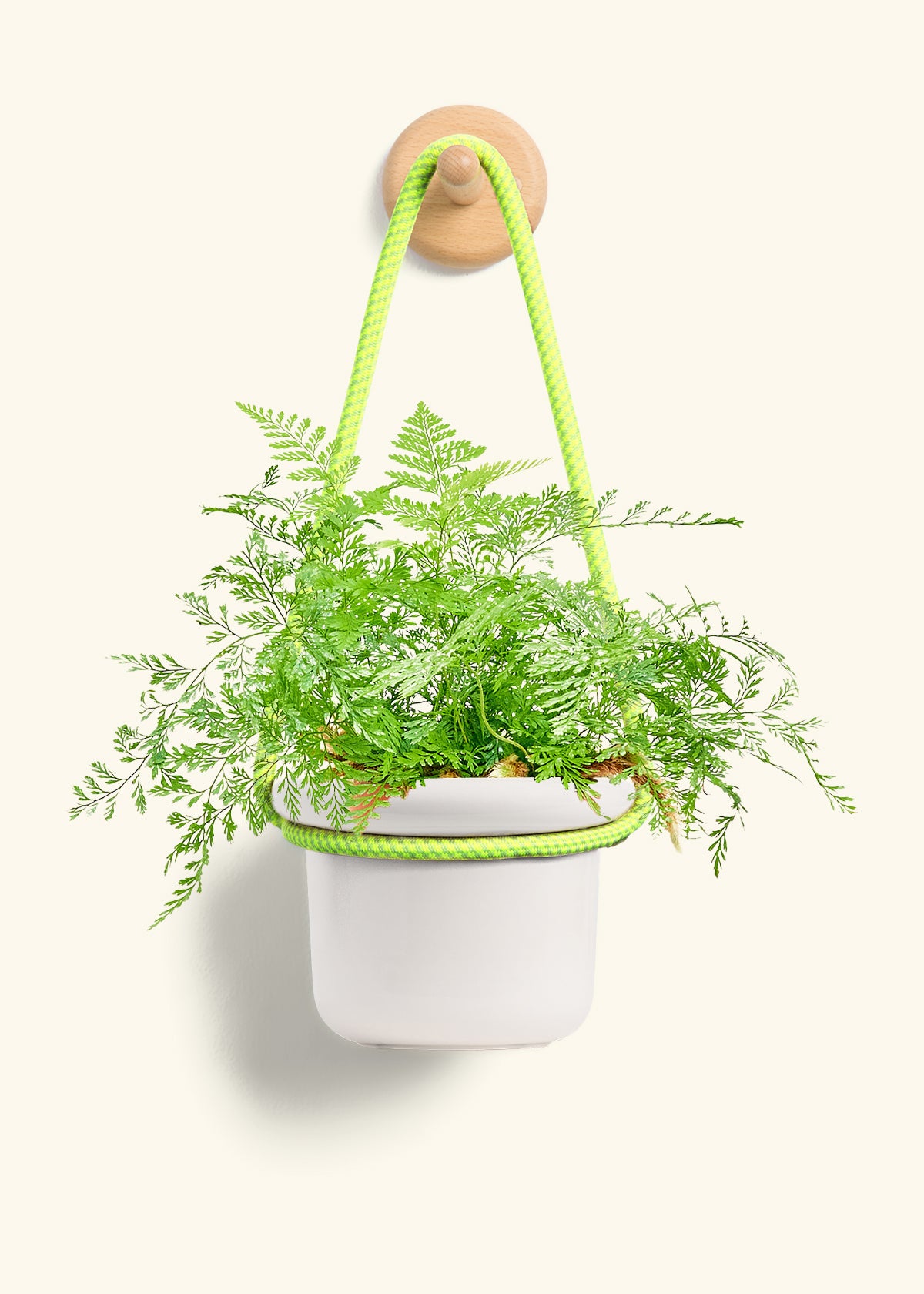 Rabbit Foot Fern, Small