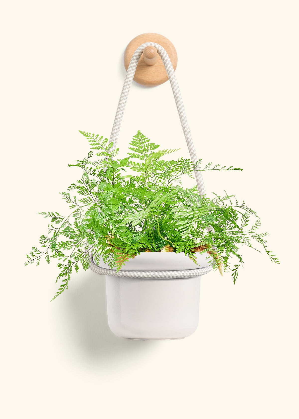 Rabbit Foot Fern, Small