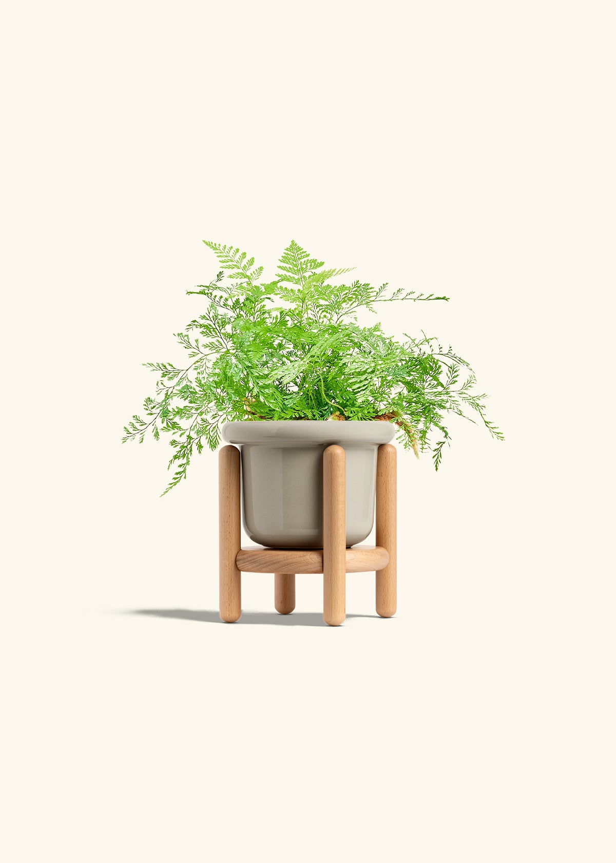 Rabbit Foot Fern in a 4 inches Fat Lip Oat Planter in a Beech Wood Stand