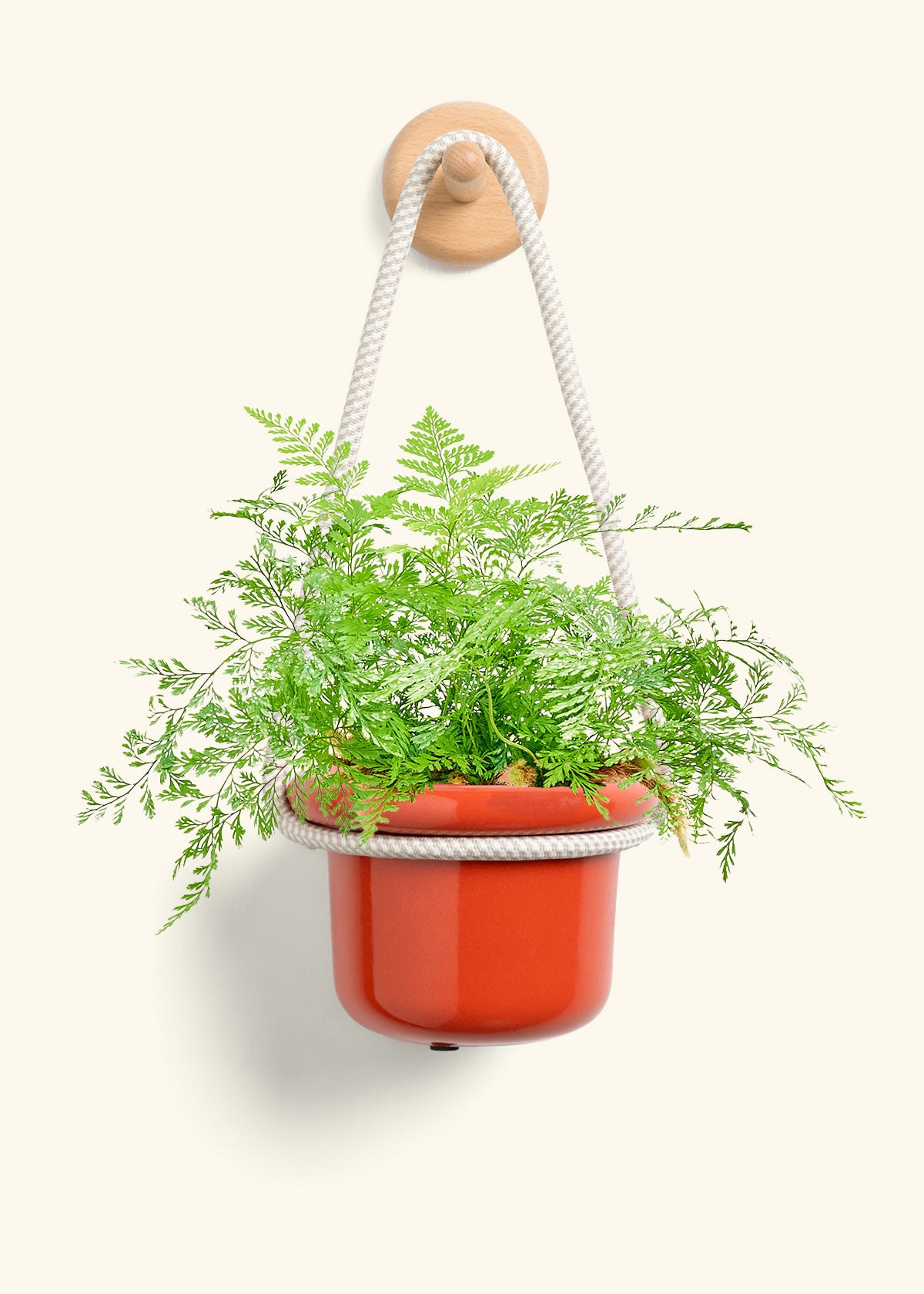 Rabbit Foot Fern, Small