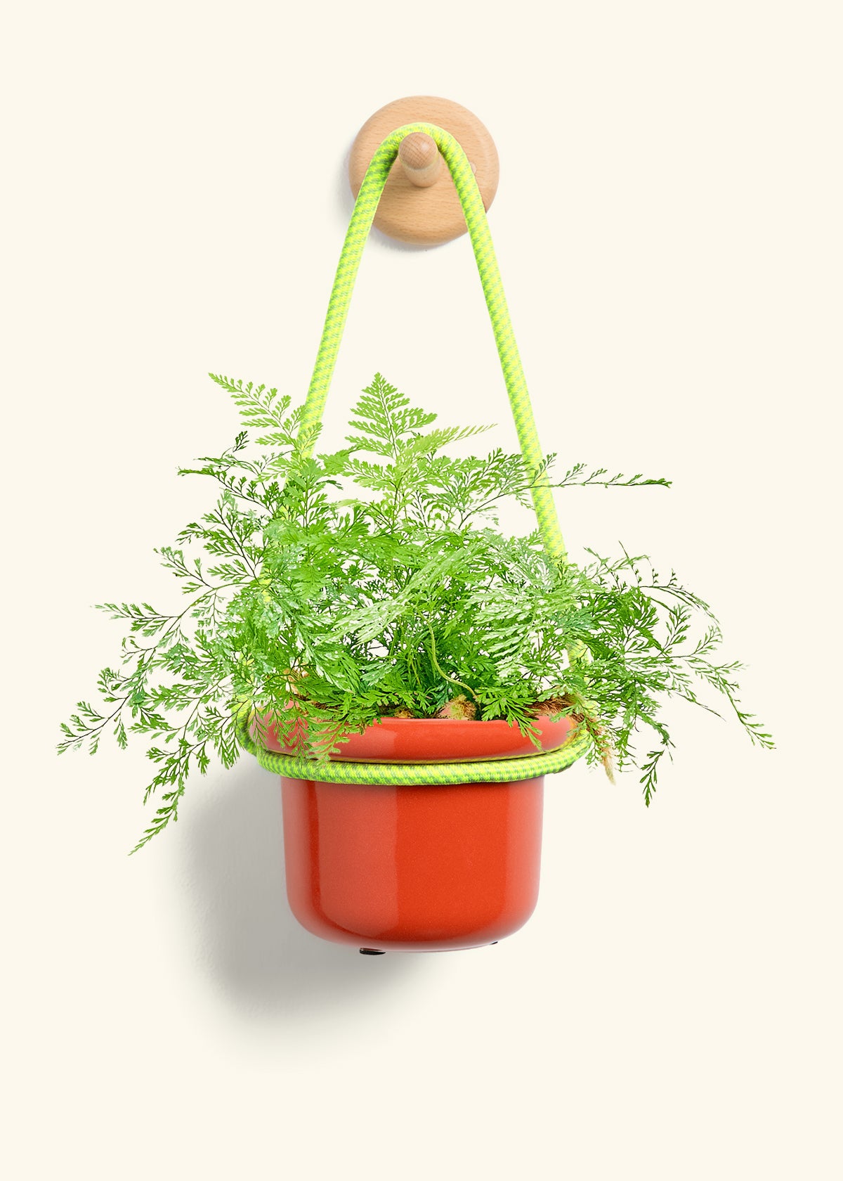 Rabbit Foot Fern, Small