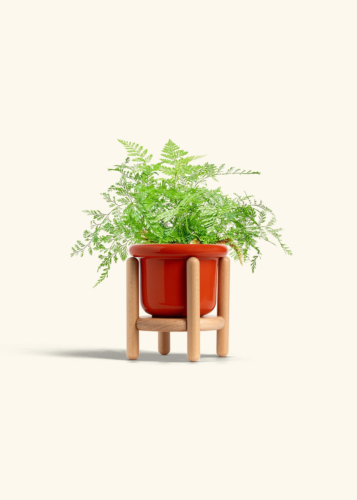 Rabbit Foot Fern in a 4 inches Fat Lip Red Planter in a Beech Wood Stand