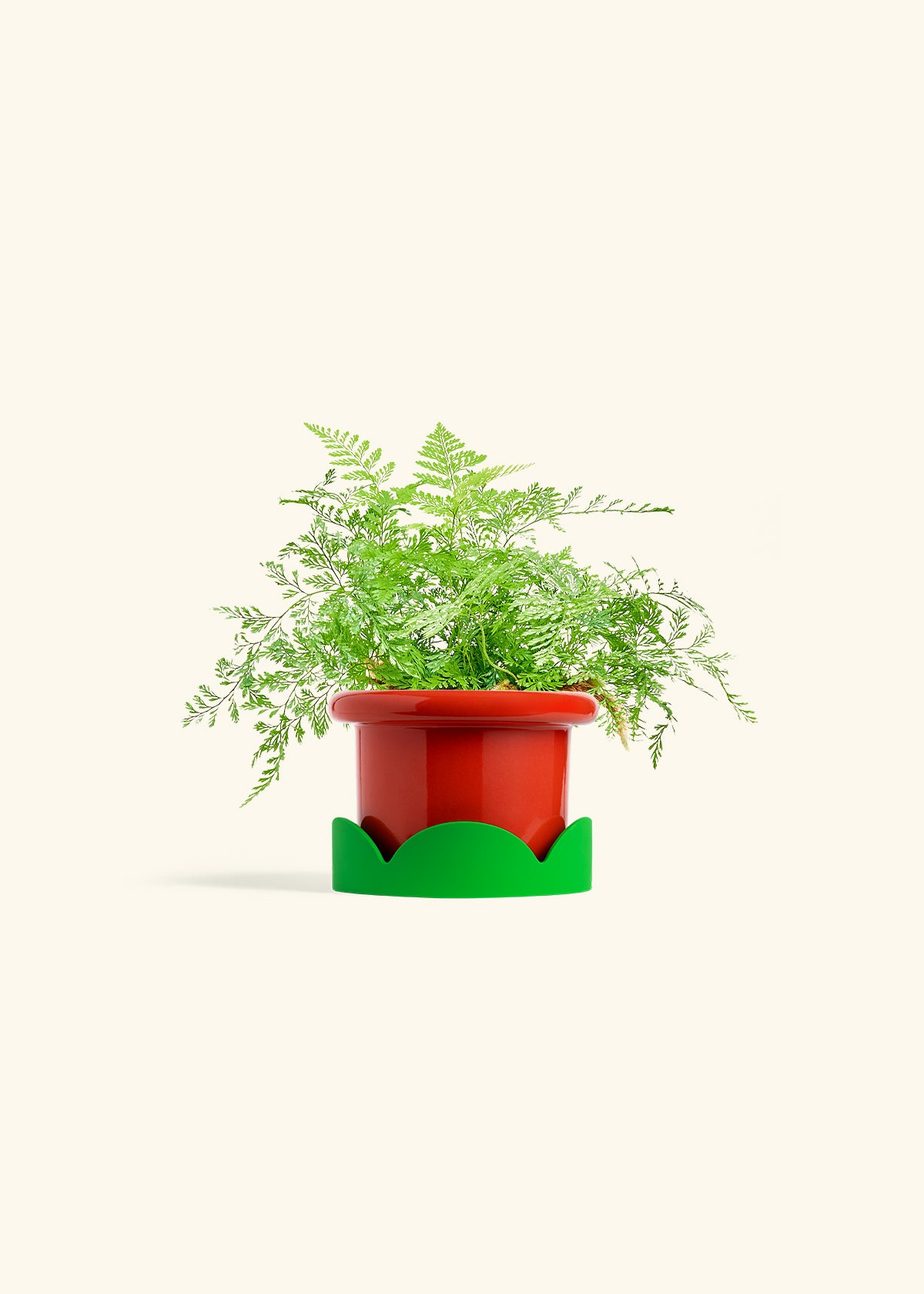 Rabbit Foot Fern in a 4 inches Fat Lip Red Planter in a Shamrock Petal Drip Tray