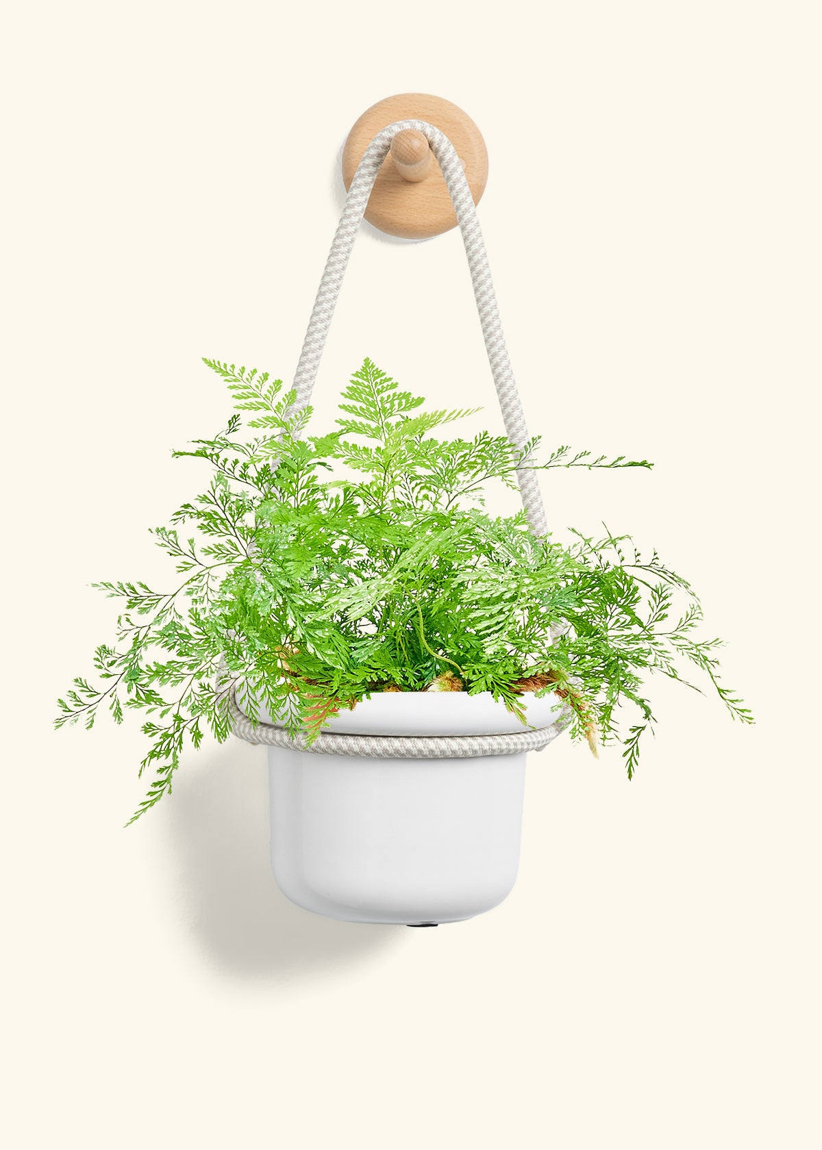 Rabbit Foot Fern, Small