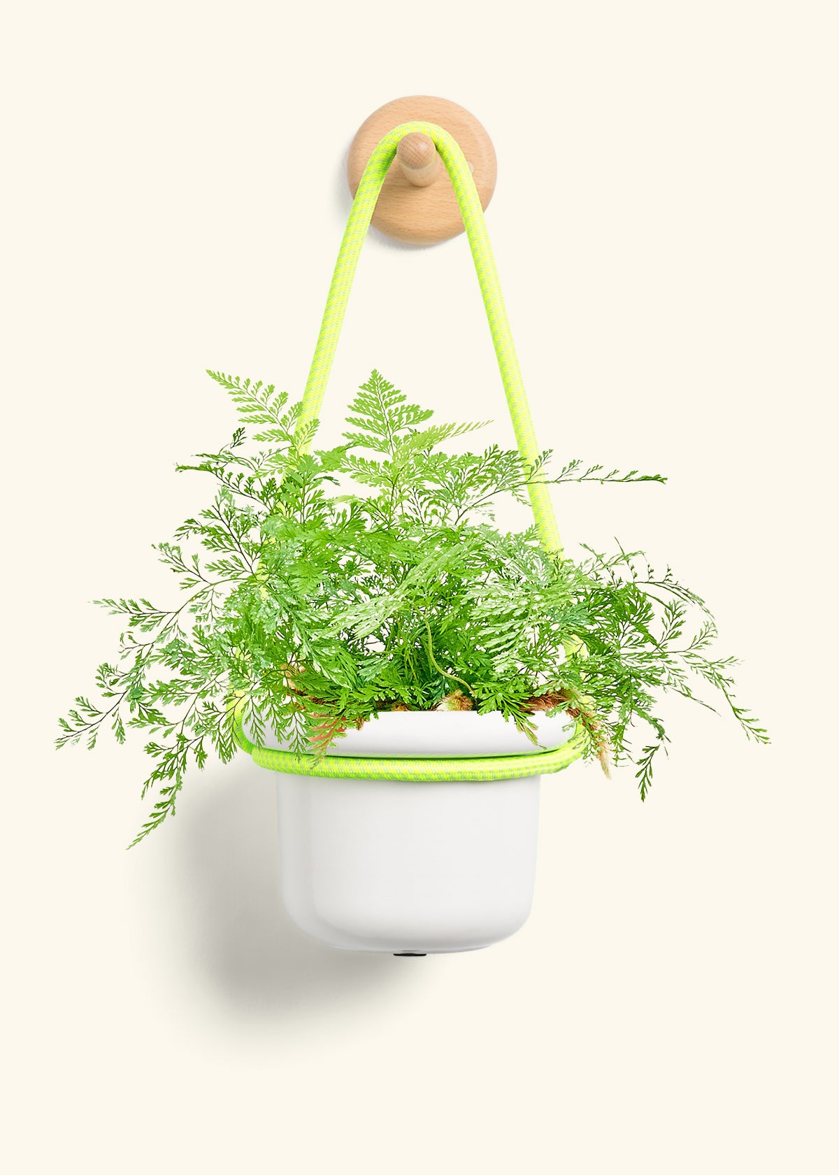 Rabbit Foot Fern, Small