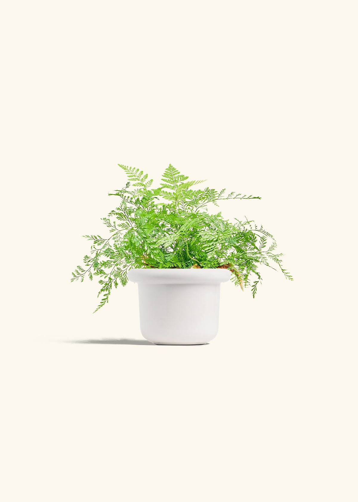 Rabbit Foot Fern in a 4 inches Fat Lip White Planter