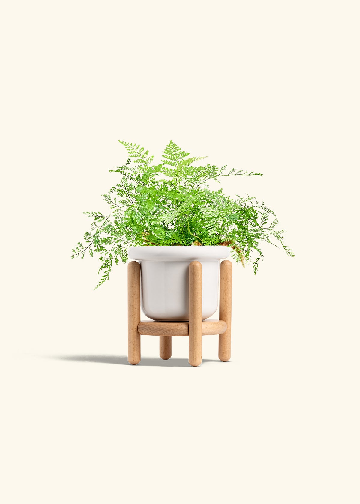 Rabbit Foot Fern in a 4 inches Fat Lip White Planter in a Beech Wood Stand