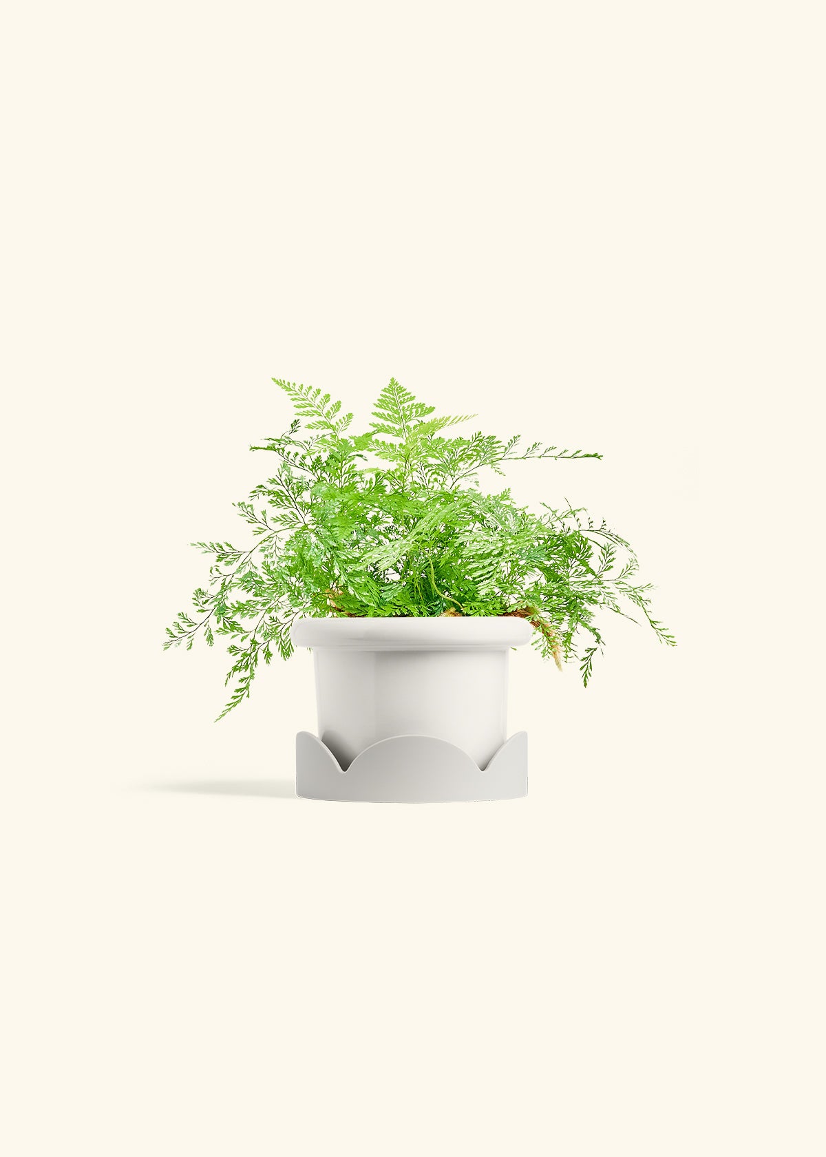 Rabbit Foot Fern in a 4 inches Fat Lip White Planter in a Oat Petal Drip Tray