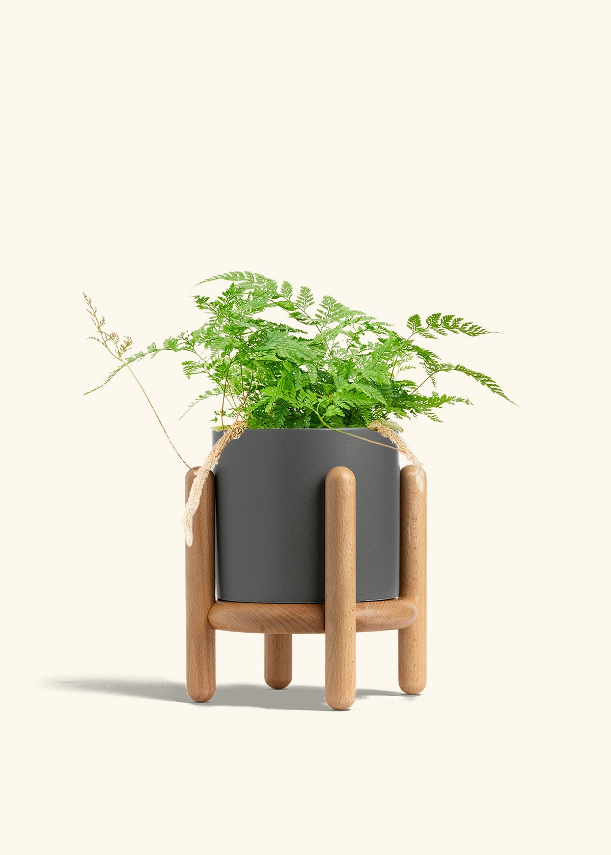 Rabbit Foot Fern in a 6 inches Charcoal Classic Cylinder Planter in a Beech Wood Stand