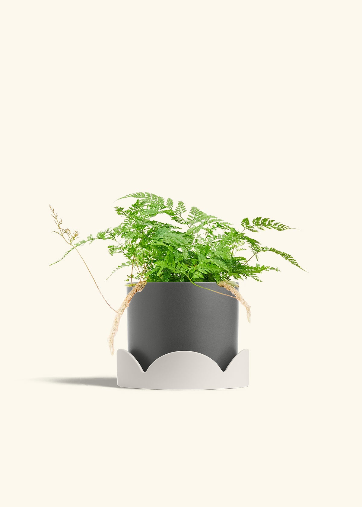 Rabbit Foot Fern in a 6 inches Charcoal Classic Cylinder Planter in a Oat Petal Drip Tray