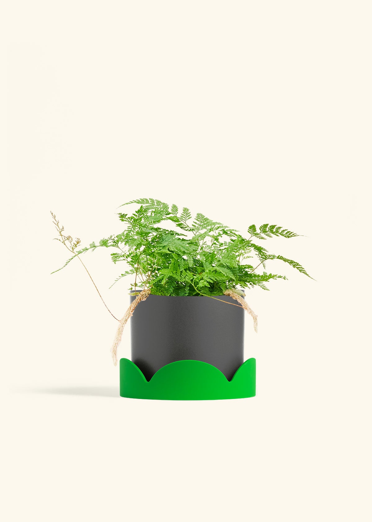 Rabbit Foot Fern in a 6 inches Charcoal Classic Cylinder Planter in a Shamrock Petal Drip Tray
