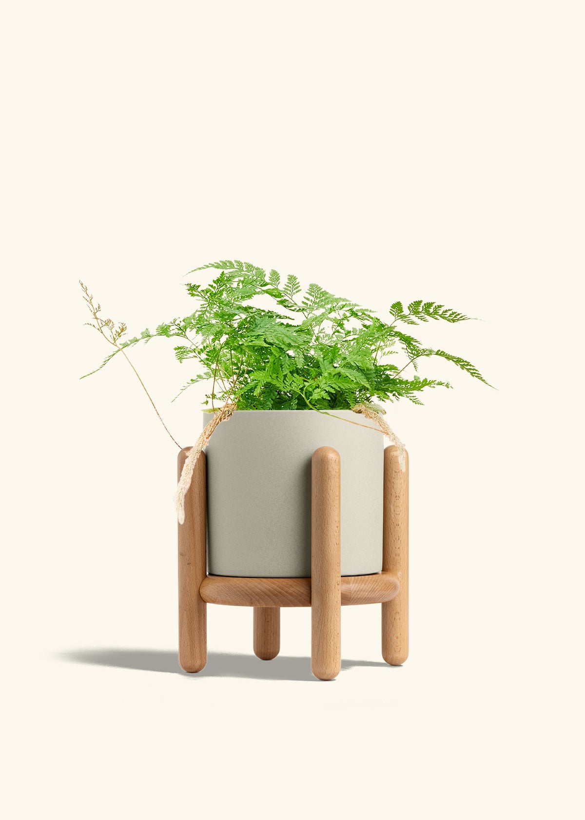 Rabbit Foot Fern in a 6 inches Oat Classic Cylinder Planter in a Beech Wood Stand