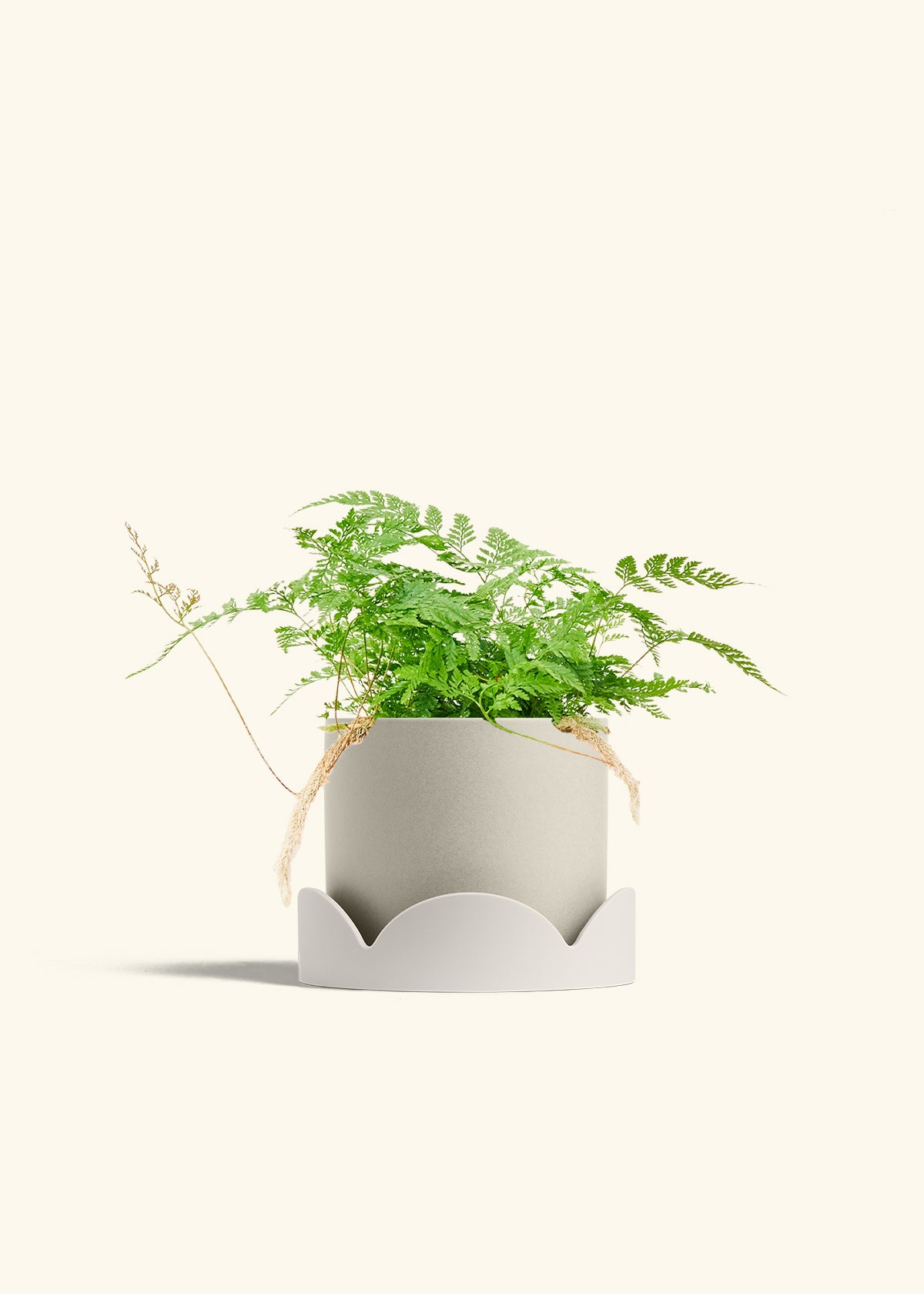 Rabbit Foot Fern in a 6 inches Oat Classic Cylinder Planter in a Oat Petal Drip Tray