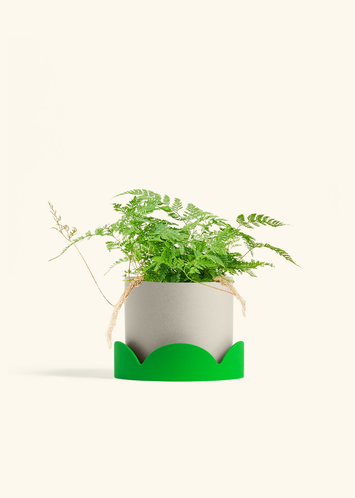 Rabbit Foot Fern in a 6 inches Oat Classic Cylinder Planter in a Shamrock Petal Drip Tray
