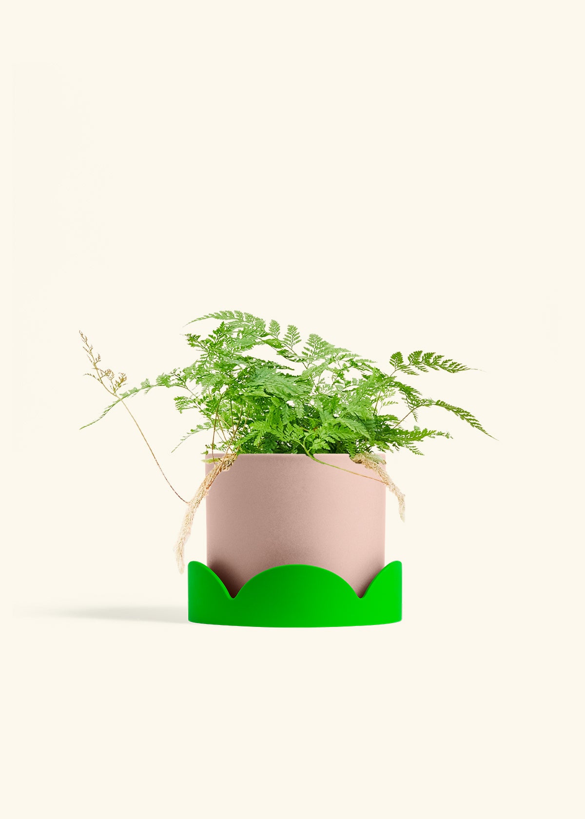 Rabbit Foot Fern in a 6 inches Pink Classic Cylinder Planter in a Shamrock Petal Drip Tray