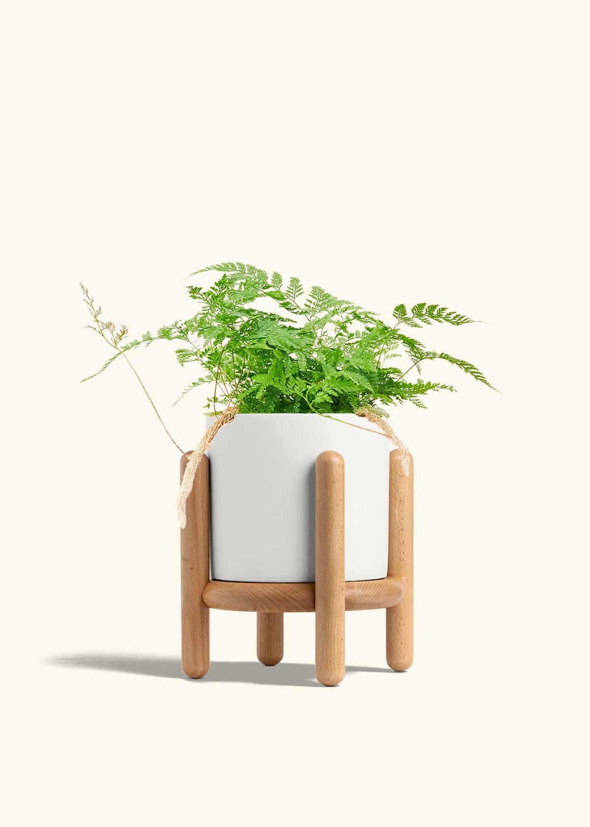 Rabbit Foot Fern in a 6 inches White Classic Cylinder Planter in a Beech Wood Stand