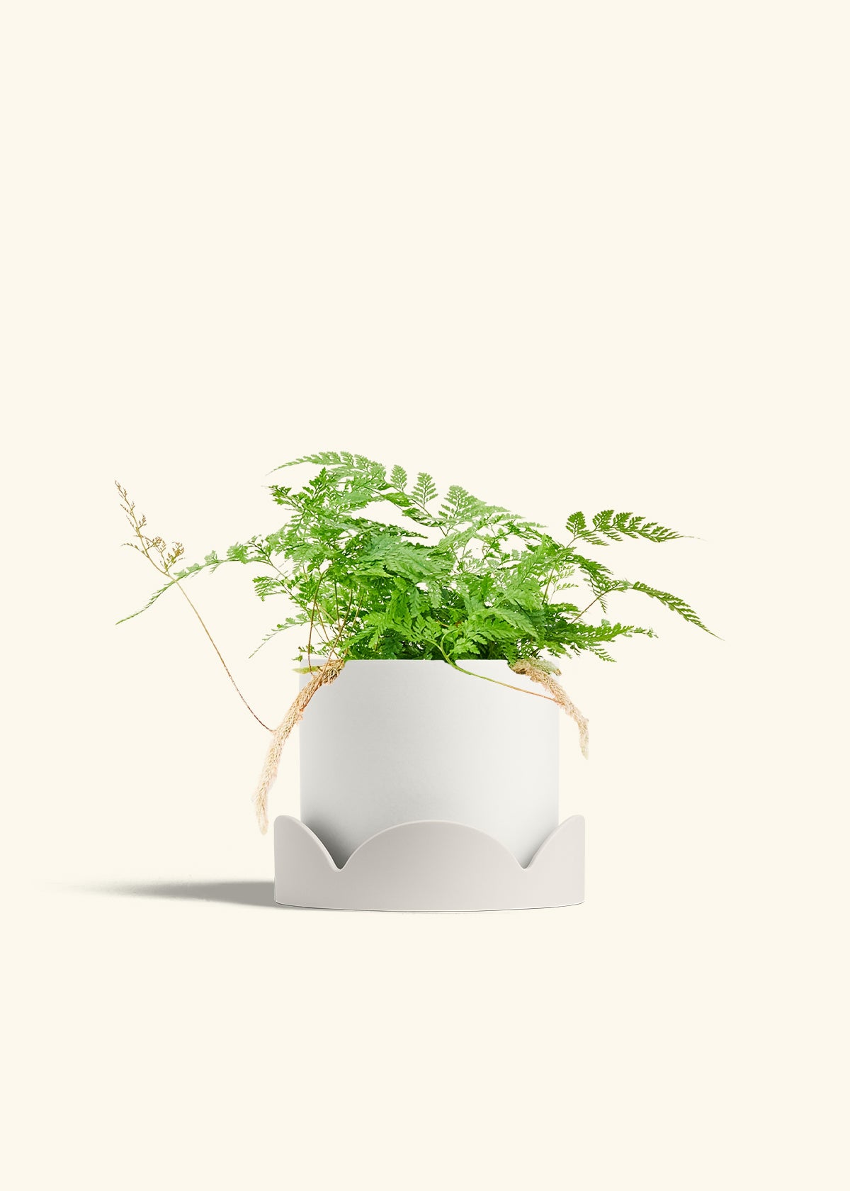 Rabbit Foot Fern in a 6 inches White Classic Cylinder Planter in a Oat Petal Drip Tray