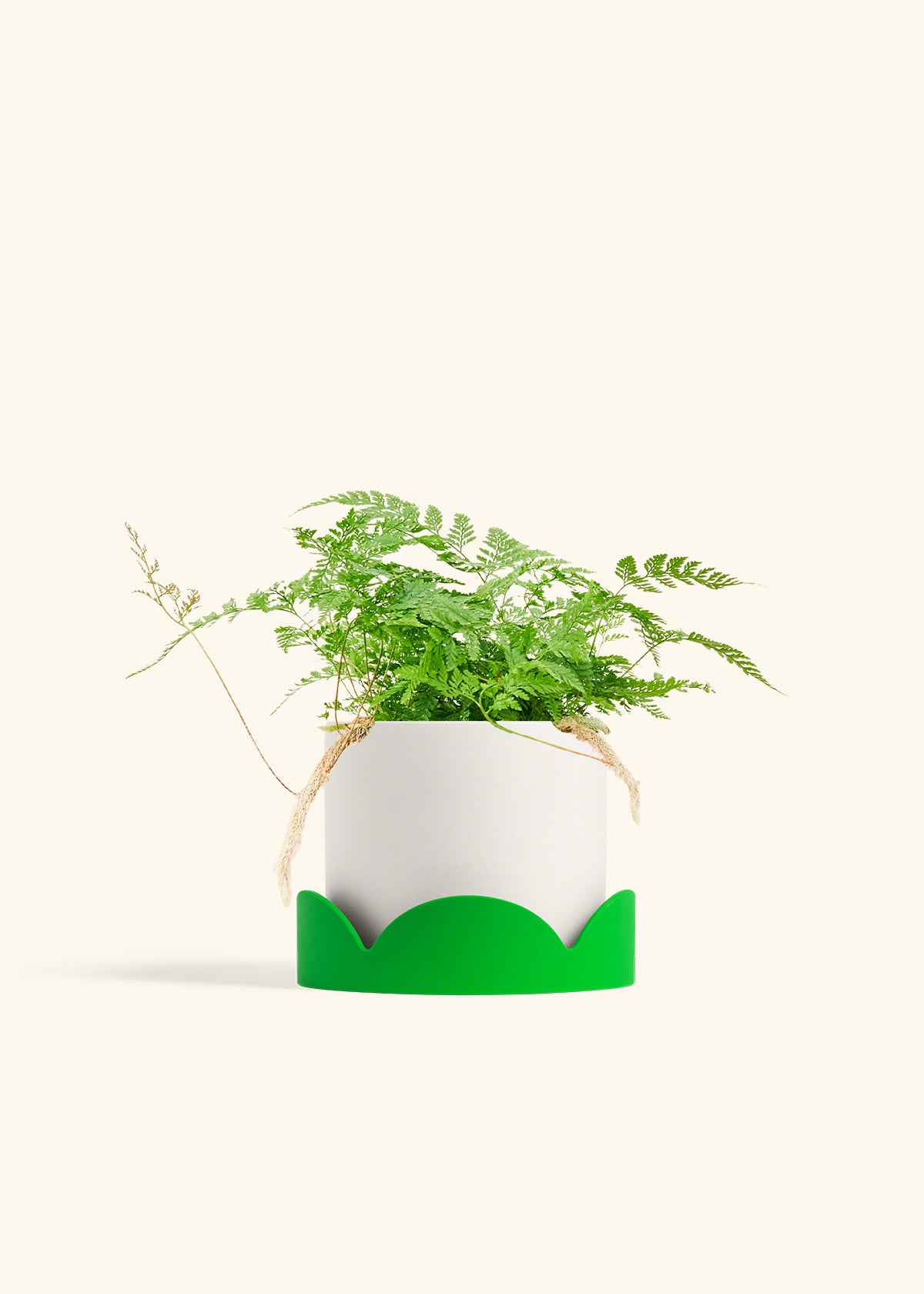 Rabbit Foot Fern in a 6 inches White Classic Cylinder Planter in a Shamrock Petal Drip Tray