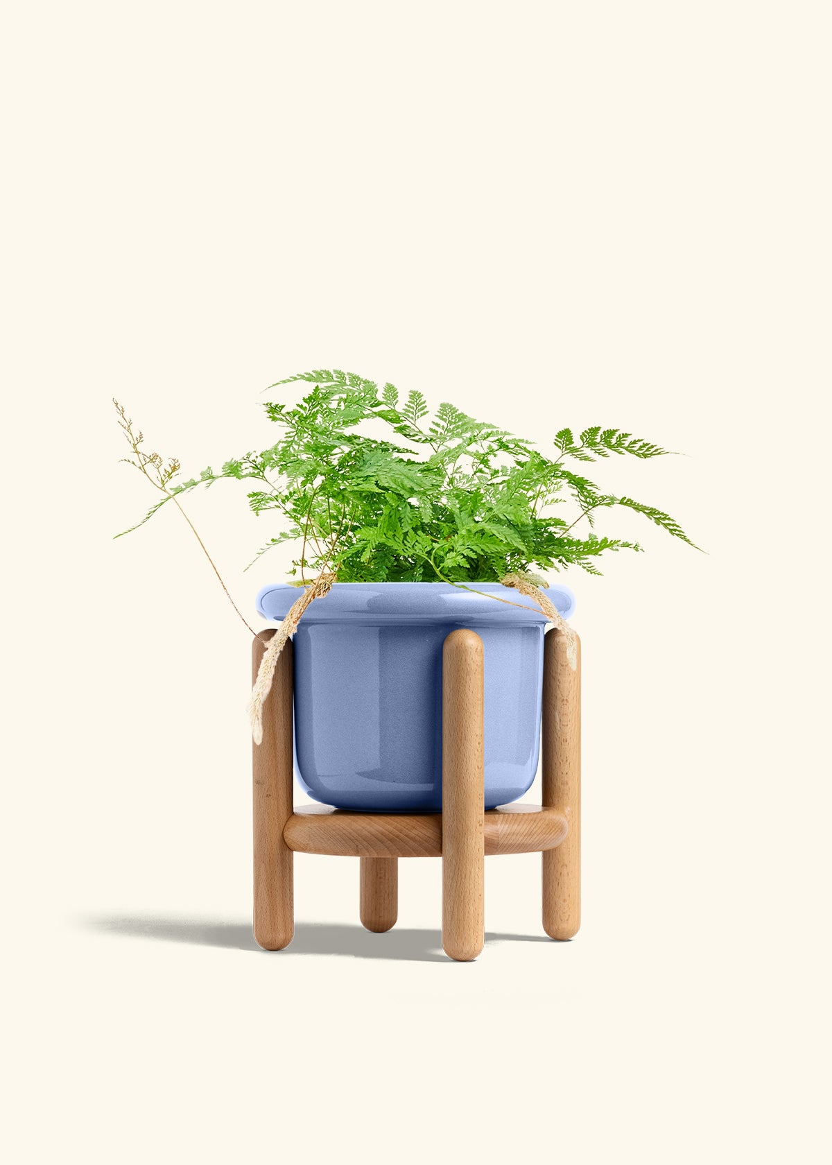 Rabbit Foot Fern in a 6 inches Fat Lip Blue Planter in a Beech Wood Stand