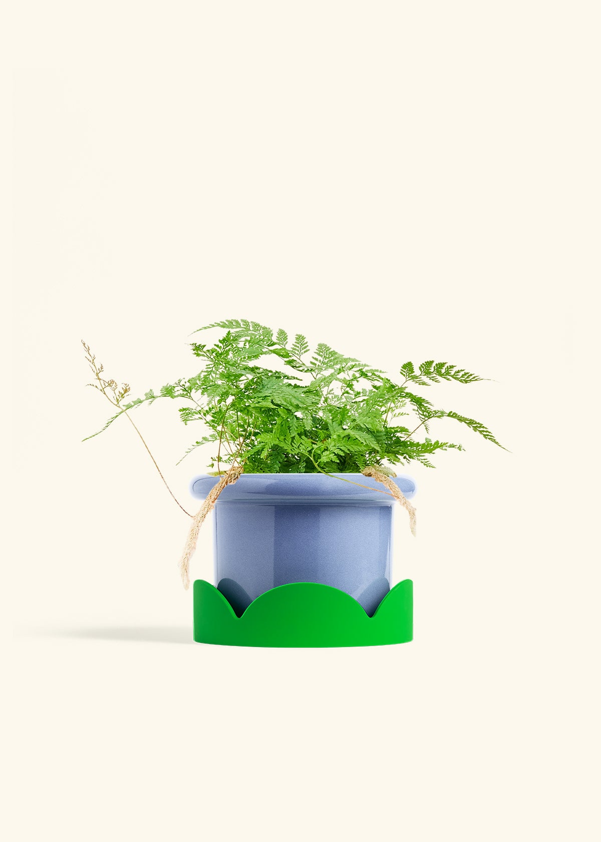 Rabbit Foot Fern in a 6 inches Fat Lip Blue Planter in a Shamrock Petal Drip Tray